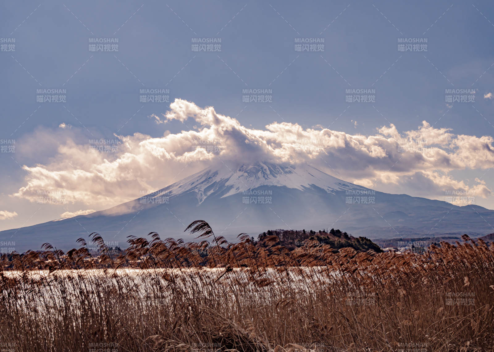 富士山下的芦苇丛景图片