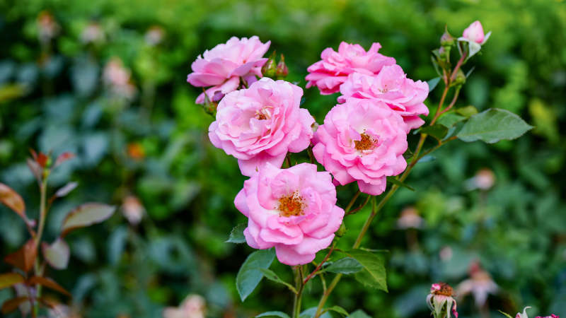 粉色月季花丛绽放图片