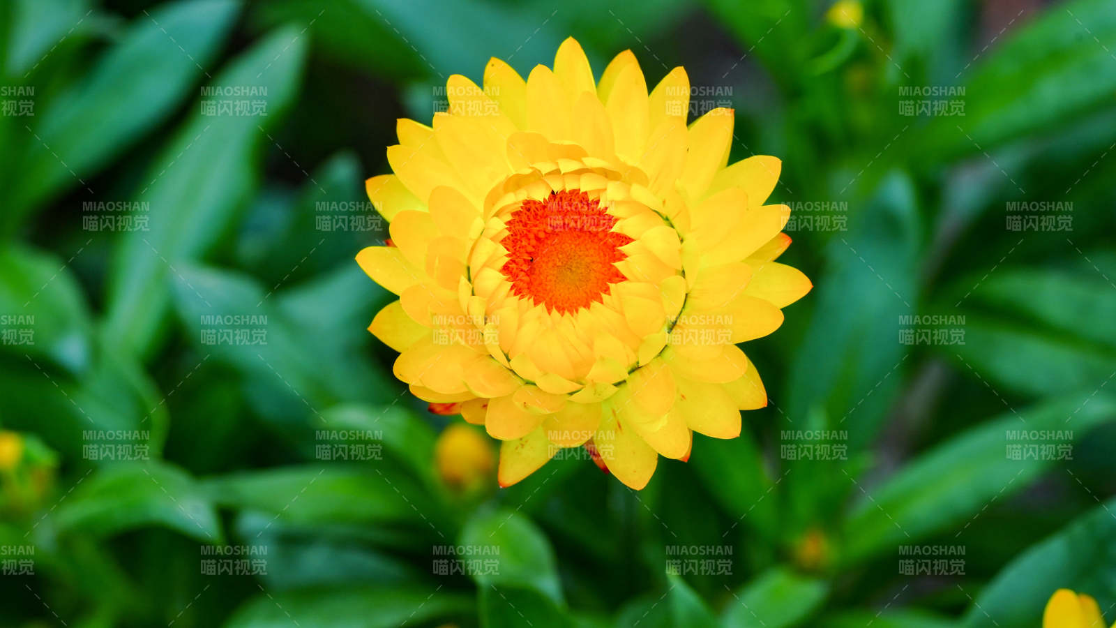 金黄色的蜡菊在绿叶中绽放图片