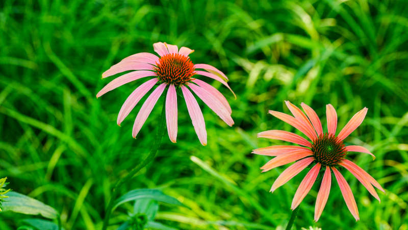 粉色松果菊在绿草中绽放图片