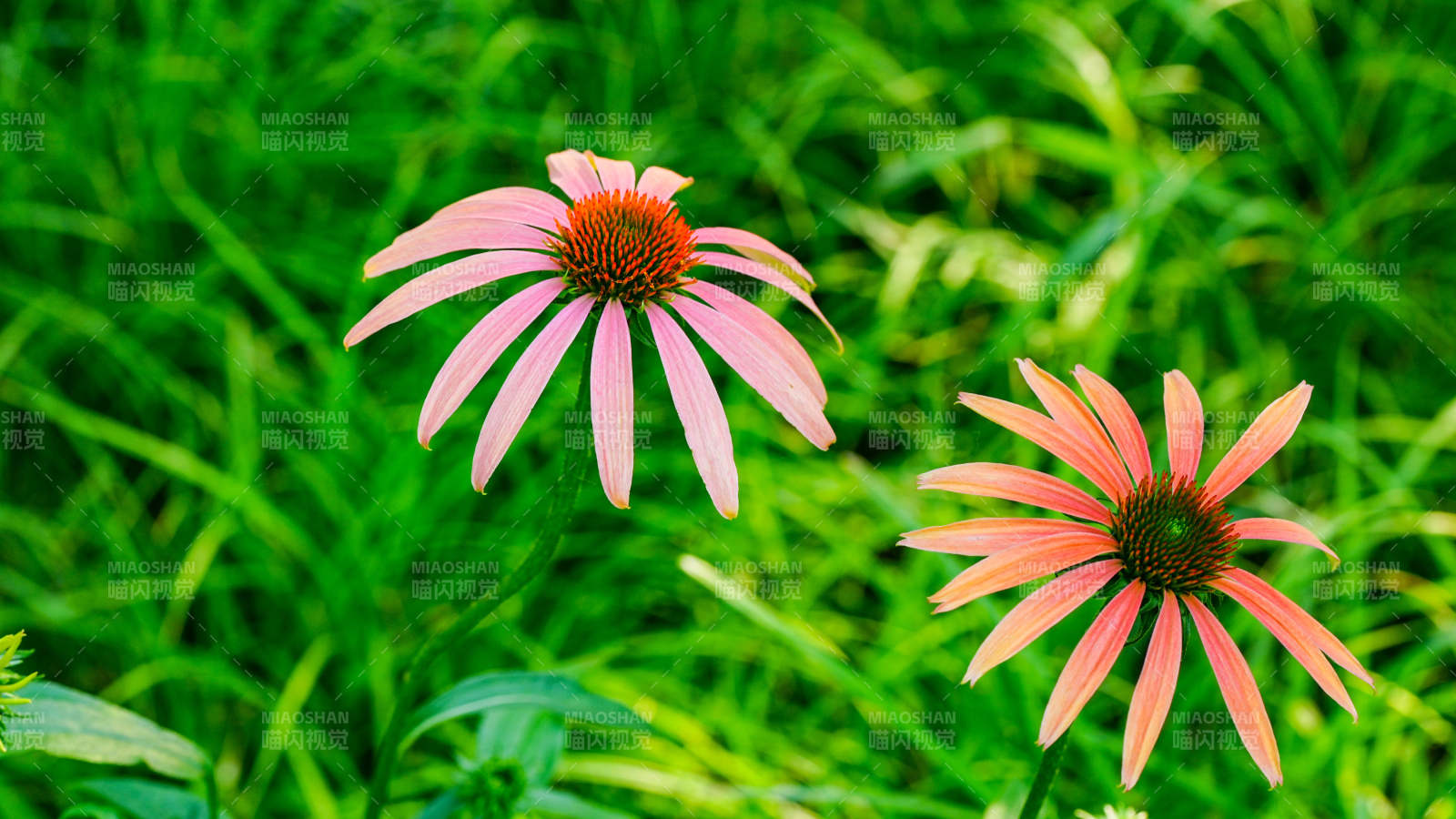 粉色松果菊在绿草中绽放图片