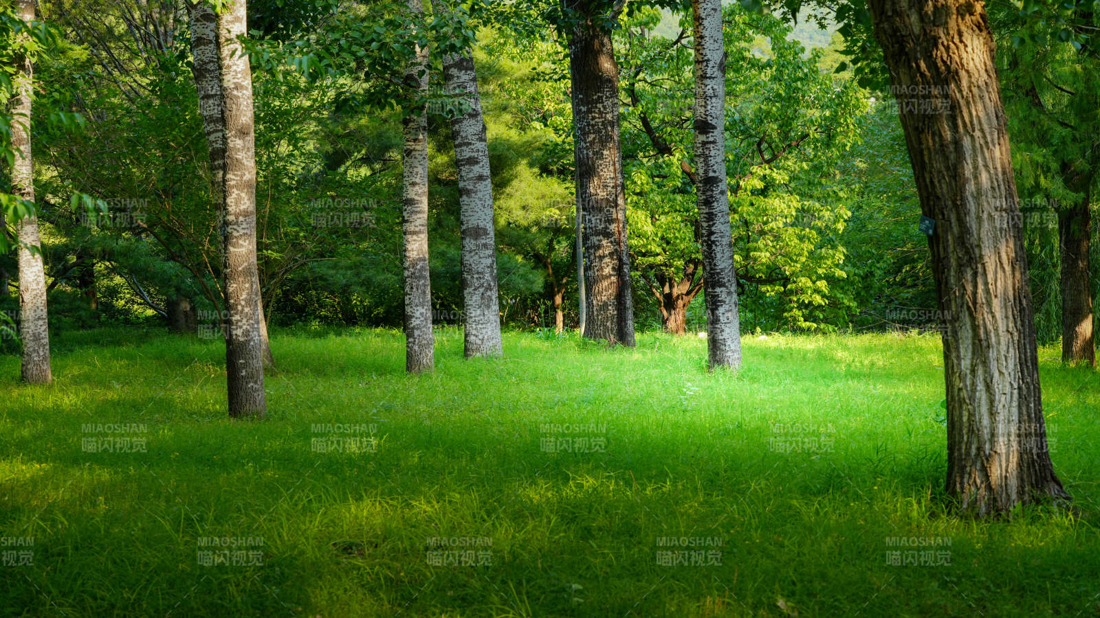 绿树成荫的宁静草地图片