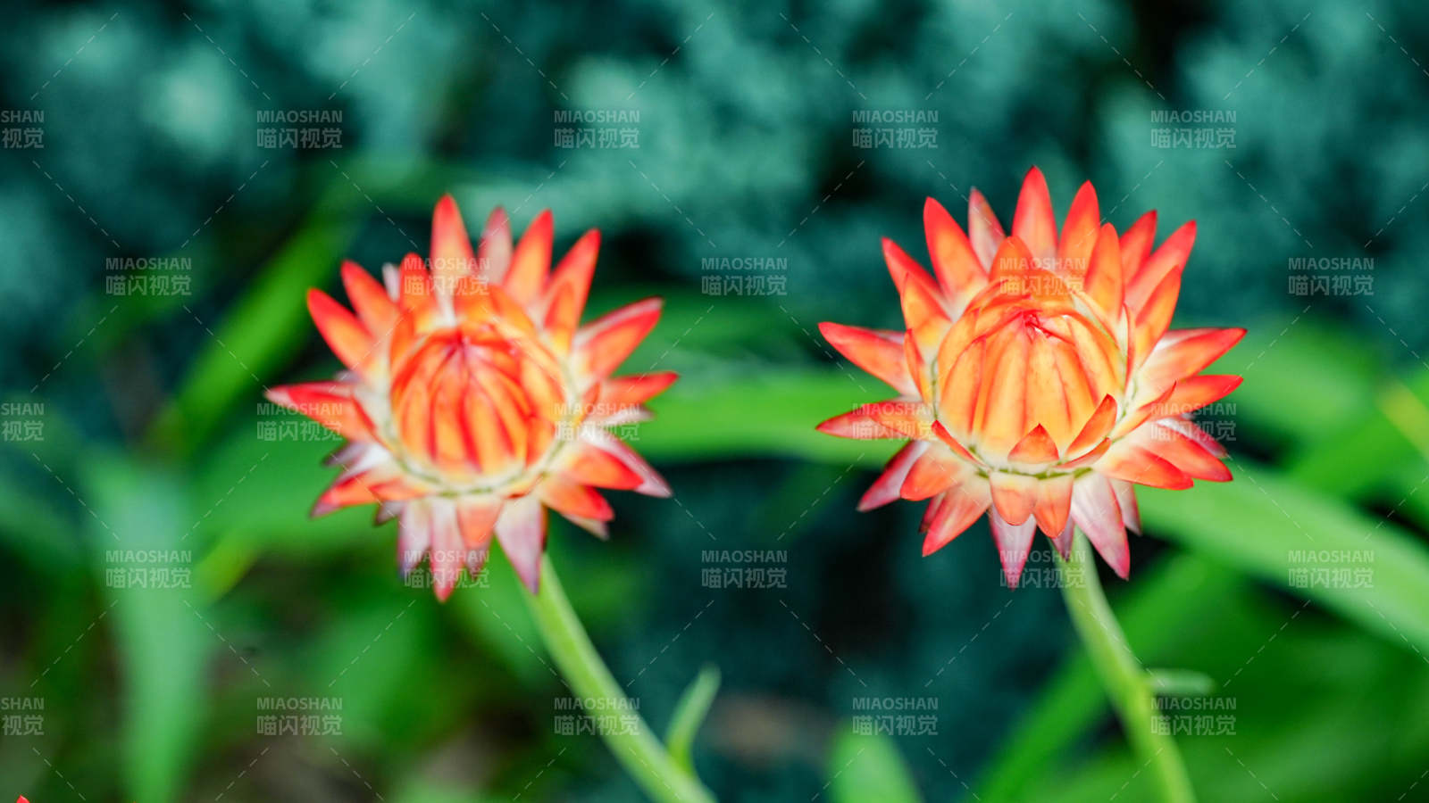 双生橙红花 绿叶映衬图片