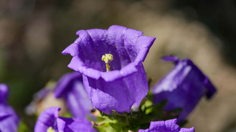 紫色风铃花的美丽瞬间图片