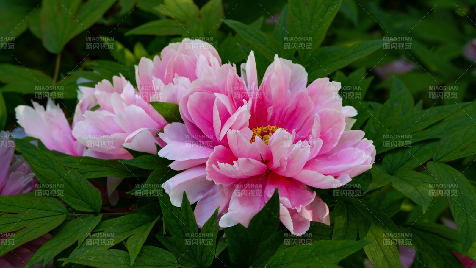 粉色牡丹花绽放于绿叶间图片