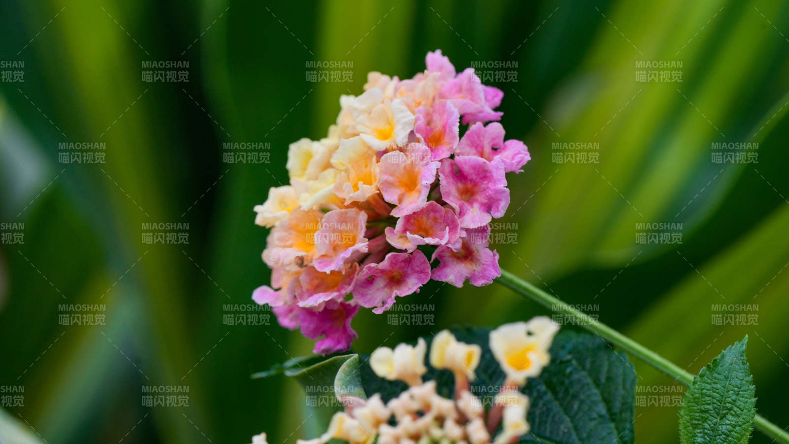 粉色小花 绿叶相伴图片