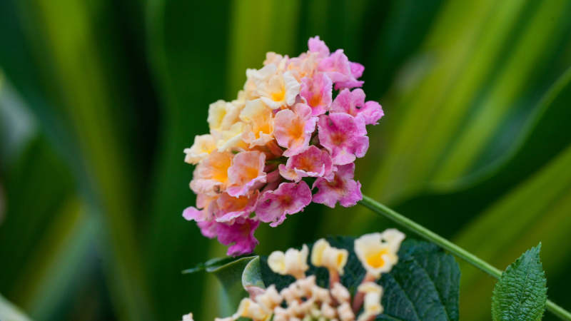 粉色小花 绿叶相伴图片