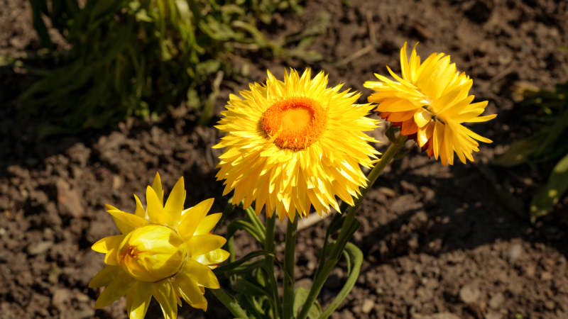 金黄色的蜡菊在阳光下绽放图片