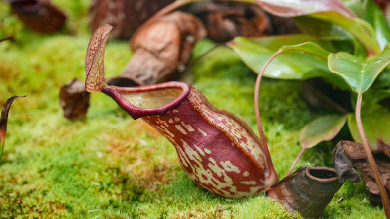 食虫植物 猪笼草特写图片
