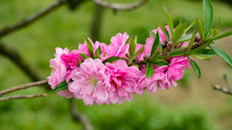 粉色桃花绽放枝头图片