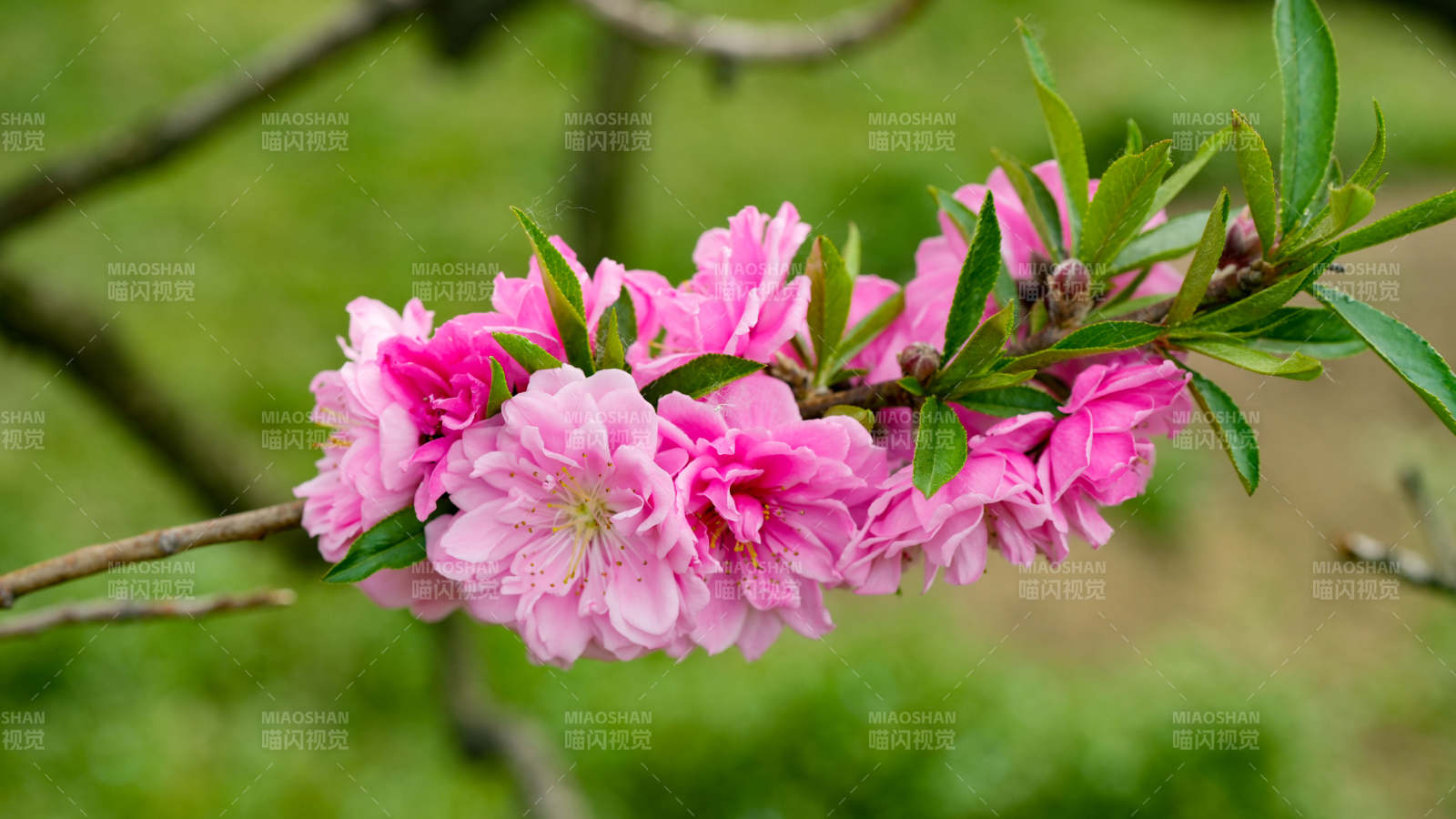 粉色桃花绽放枝头图片