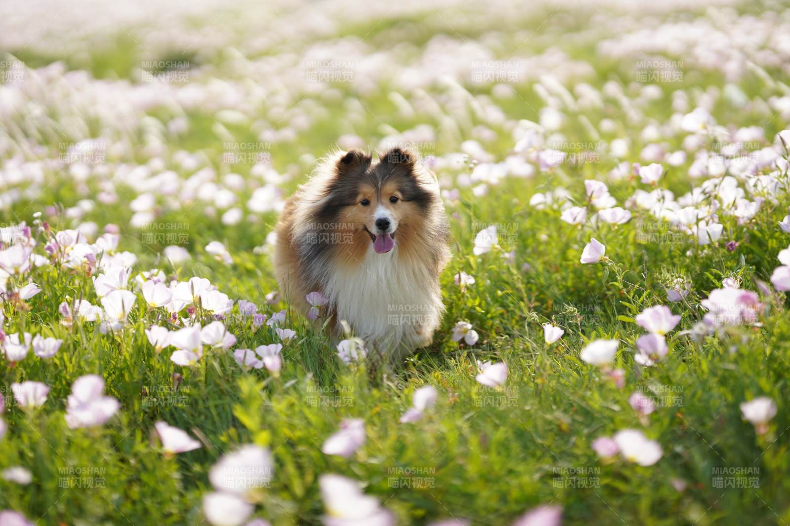 花海中的可爱牧羊犬图片