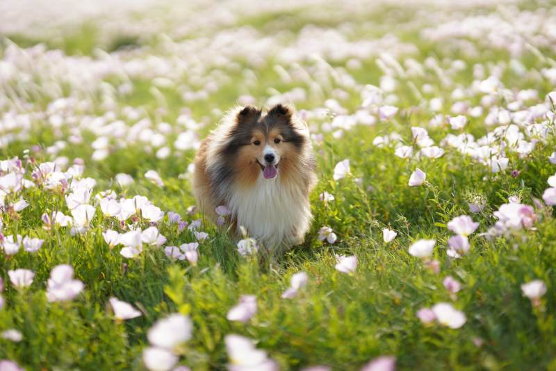 花海中的可爱牧羊犬图片