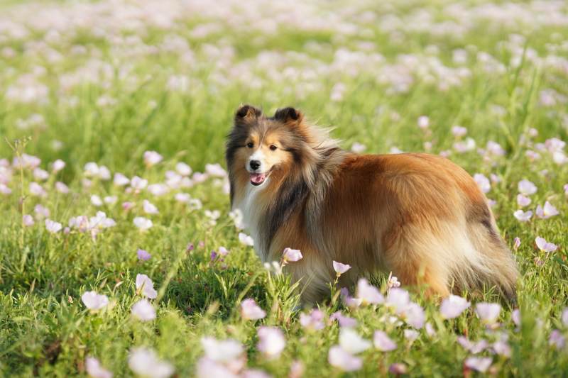 花海中的牧羊犬图片