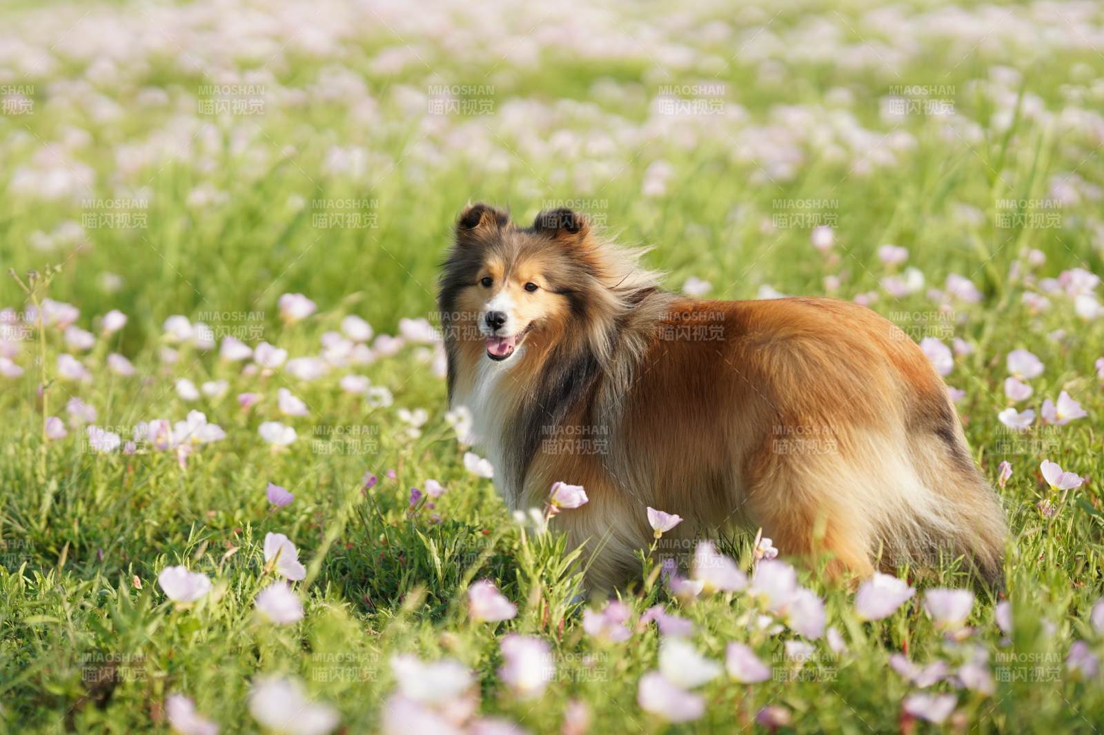 花海中的牧羊犬图片