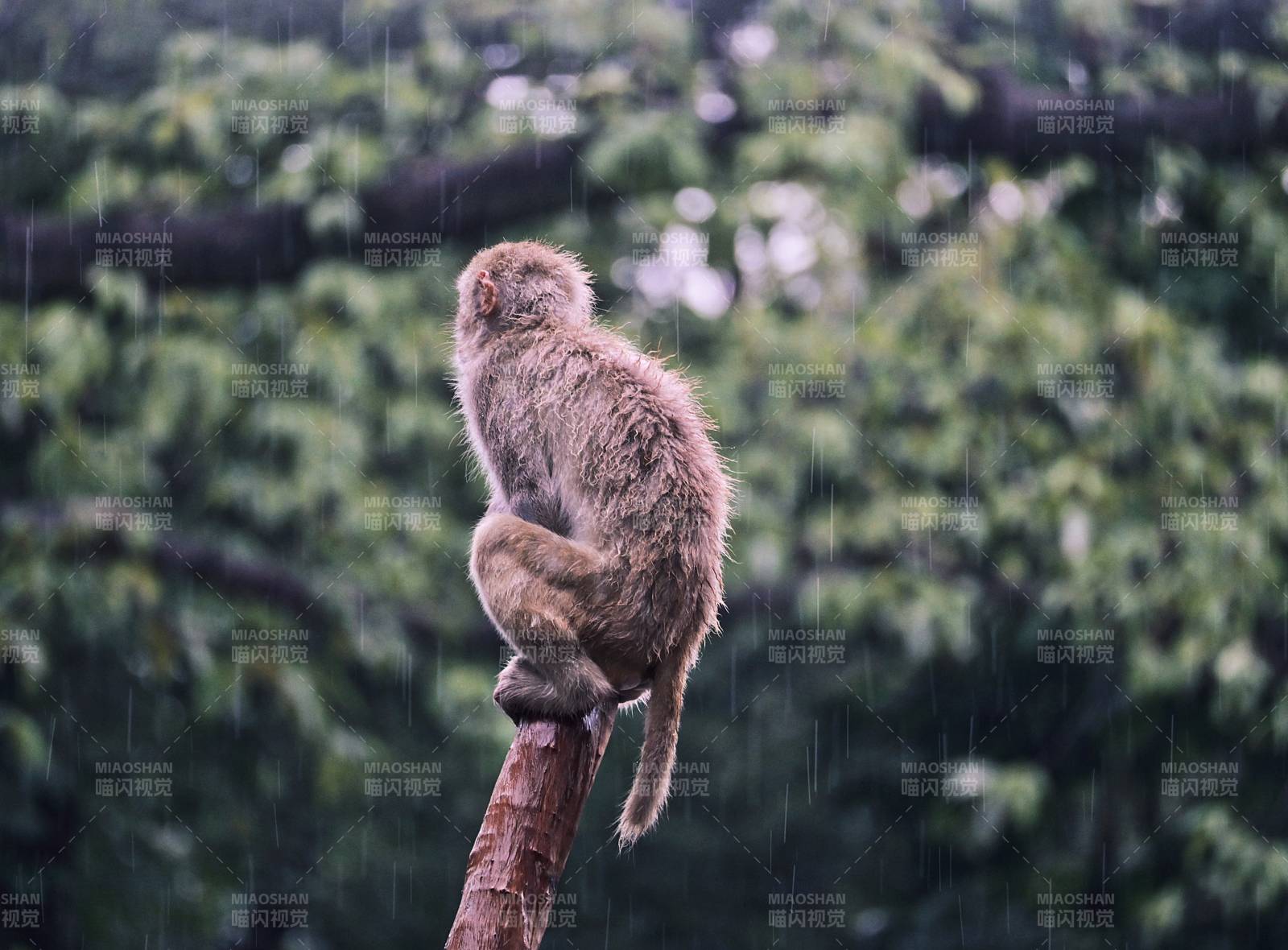 雨中独坐的猴子图片