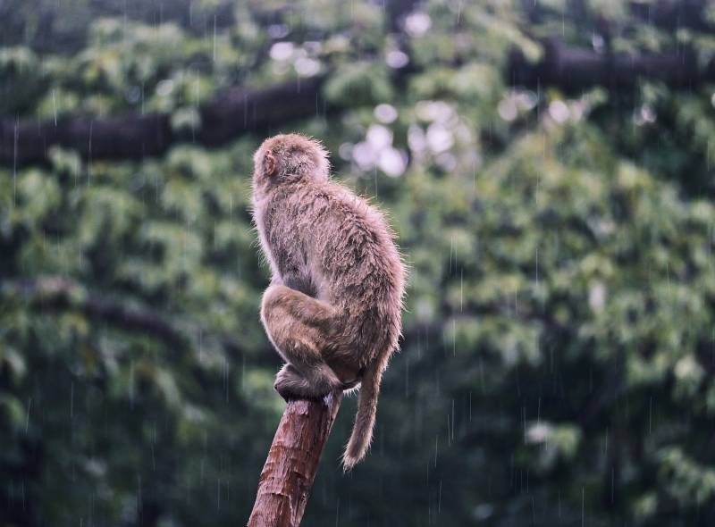 雨中独坐的猴子图片