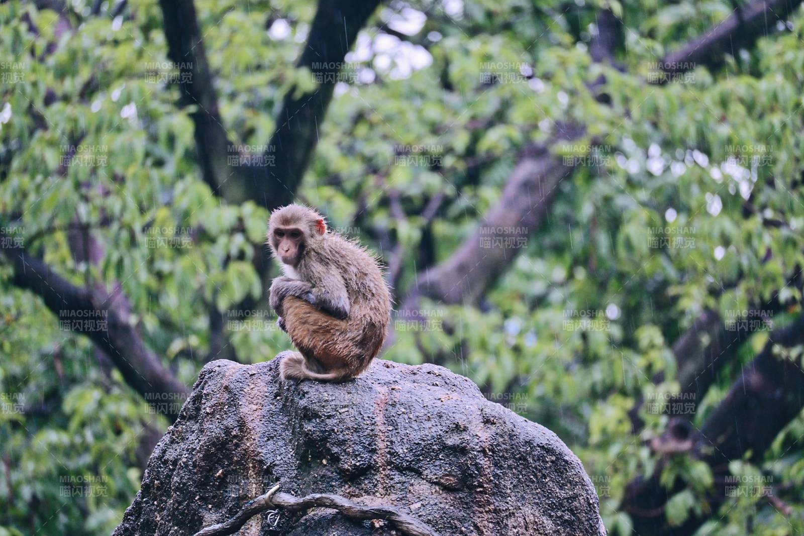 岩石上的猴子图片