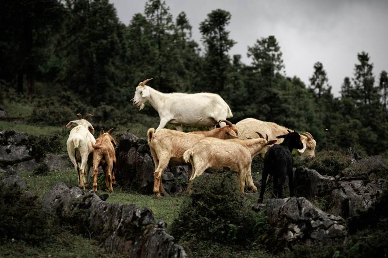 山间群羊悠闲觅食图片