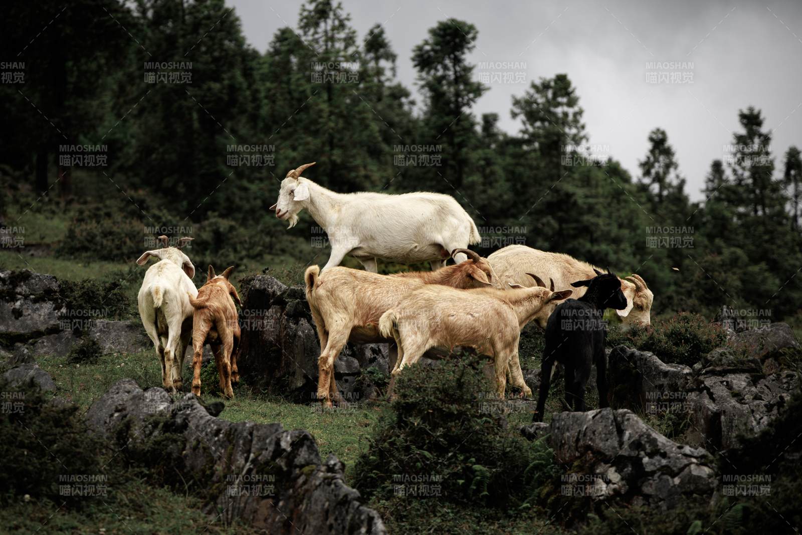山间群羊悠闲觅食图片