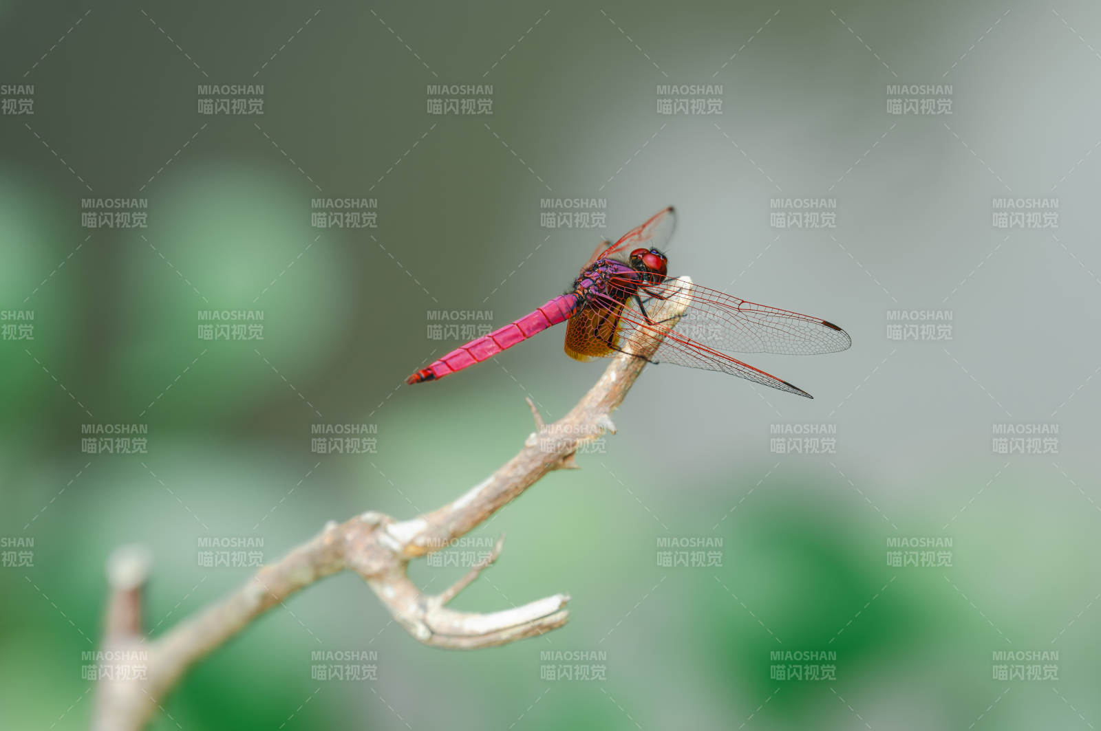 红色蜻蜓栖息枝头图片