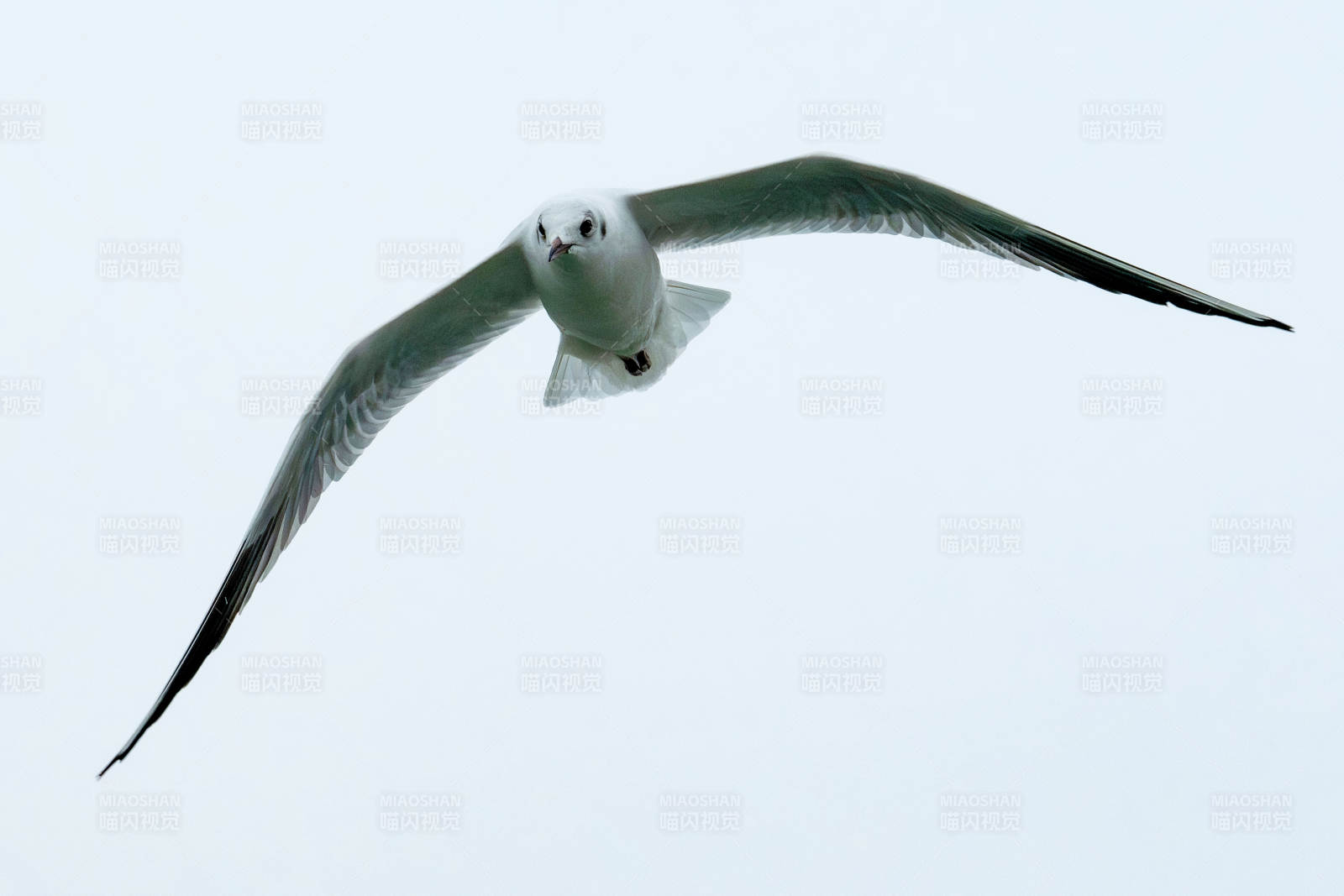 飞翔的海鸥图片