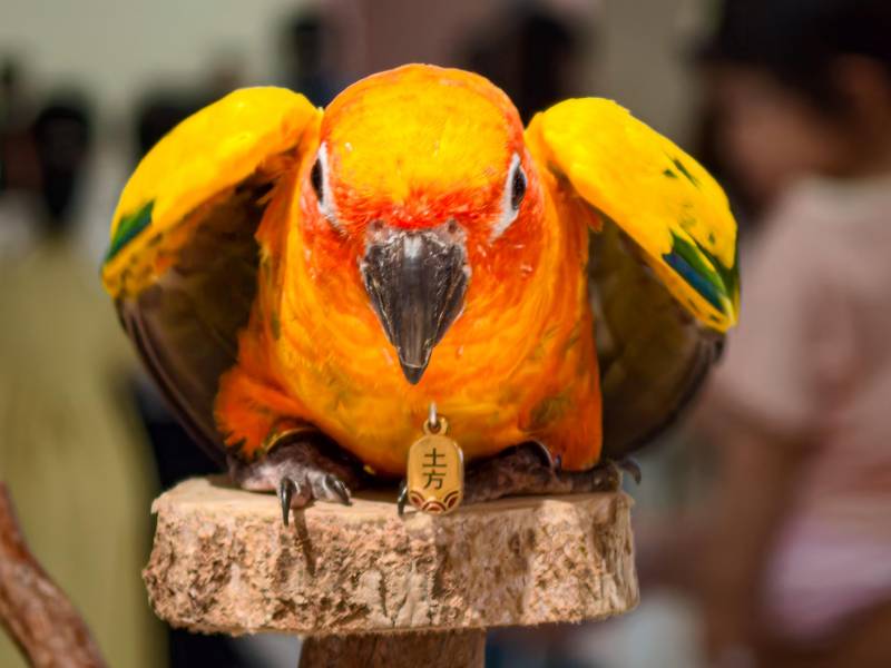 橙色鹦鹉栖息木桩上图片