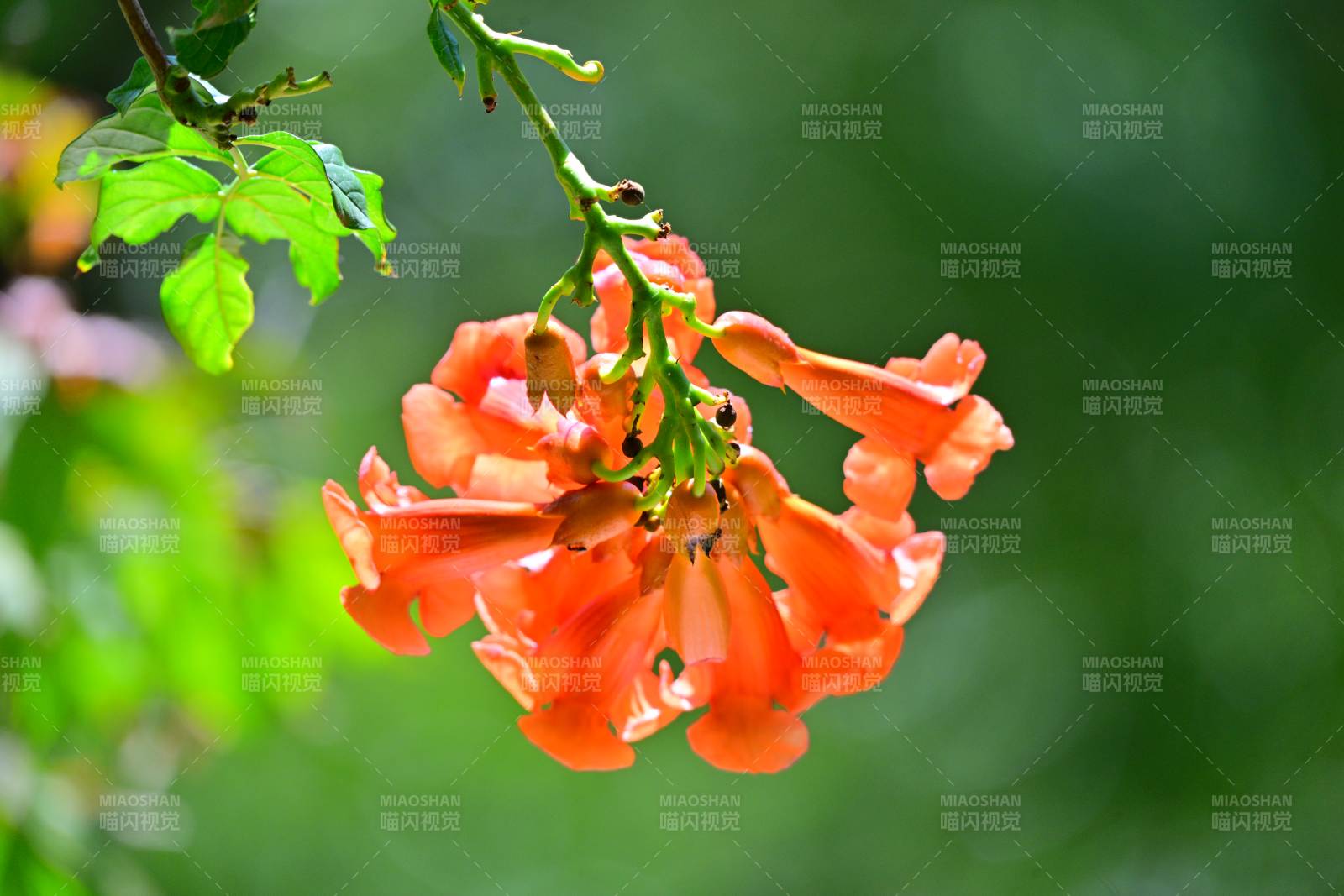 凌霄花绽放枝头图片