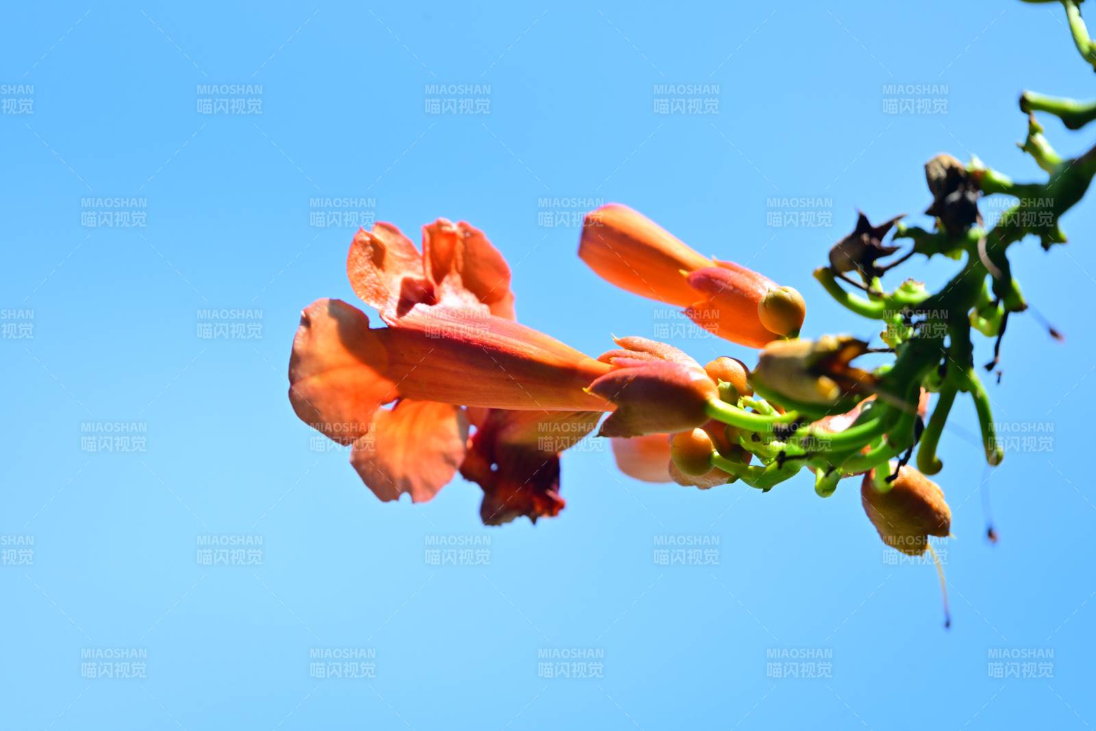 凌霄花在蓝天中绽放图片