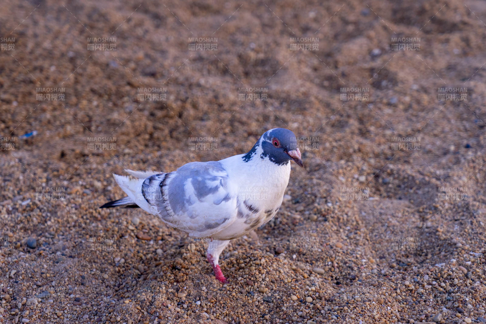 沙滩上的鸽子图片