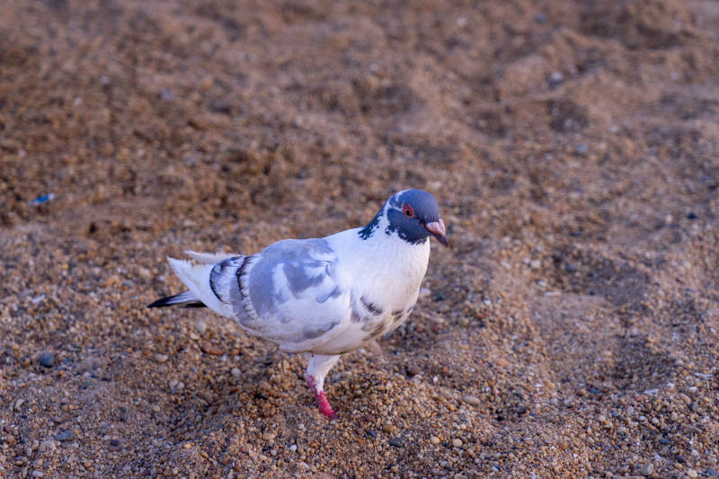 沙滩上的鸽子图片