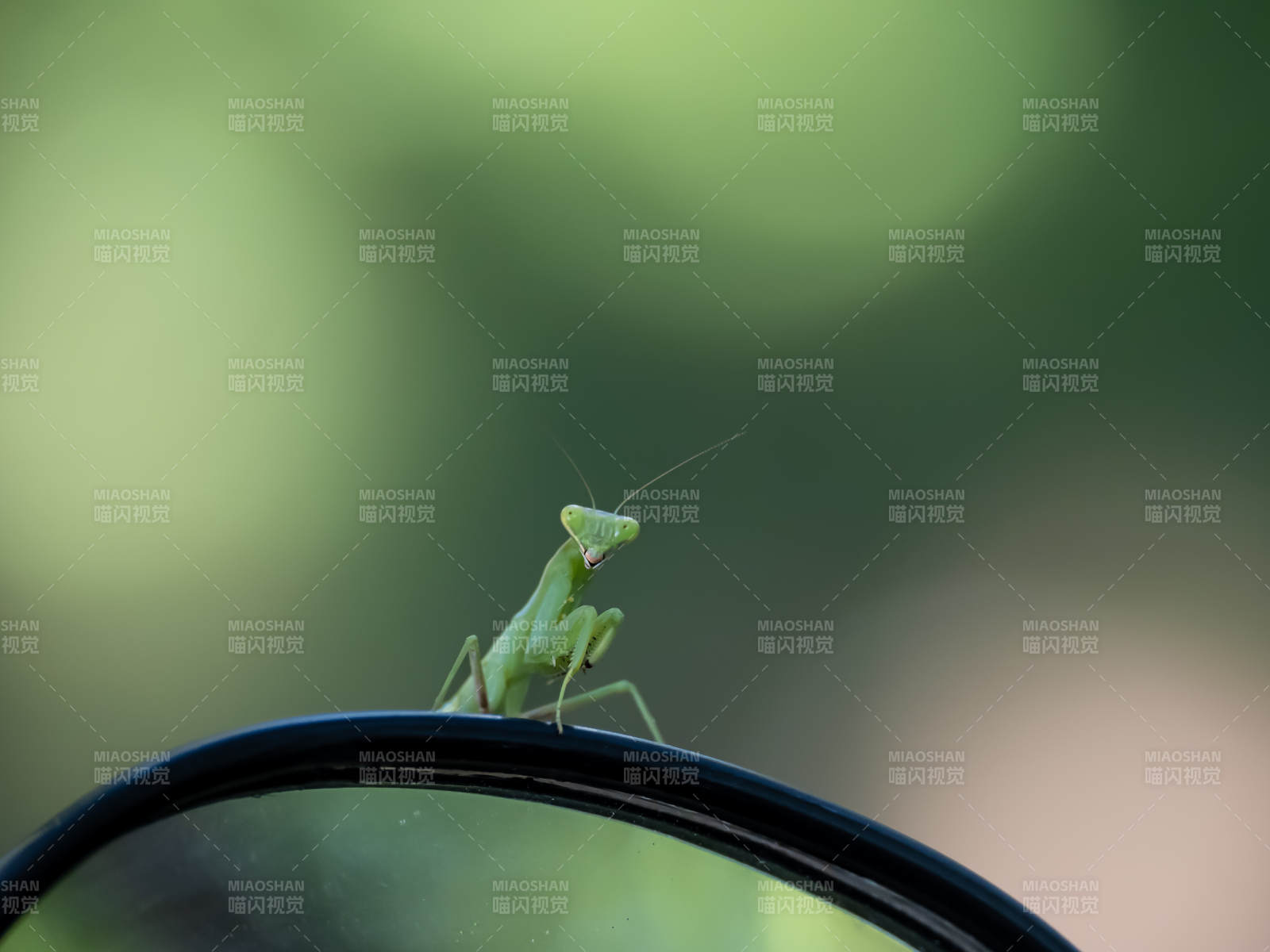 绿螳螂栖息镜边图片