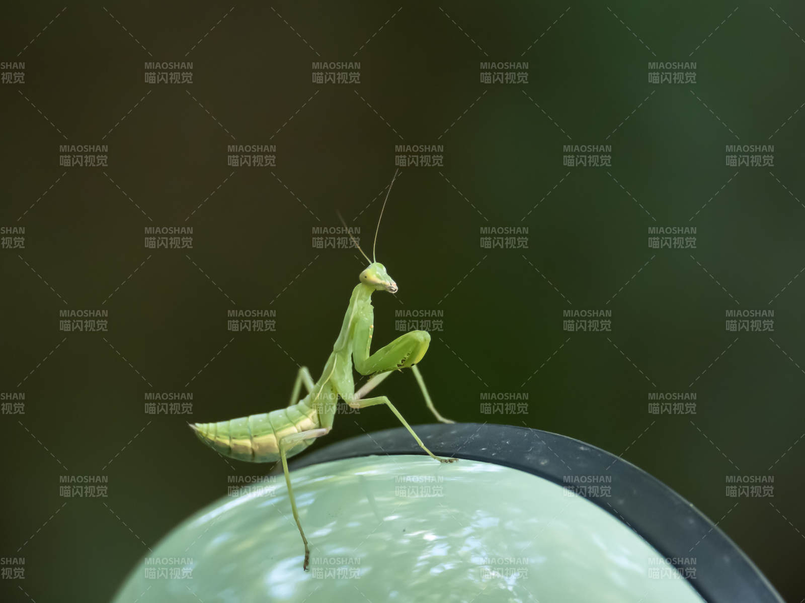 绿螳螂栖息于光滑表面图片