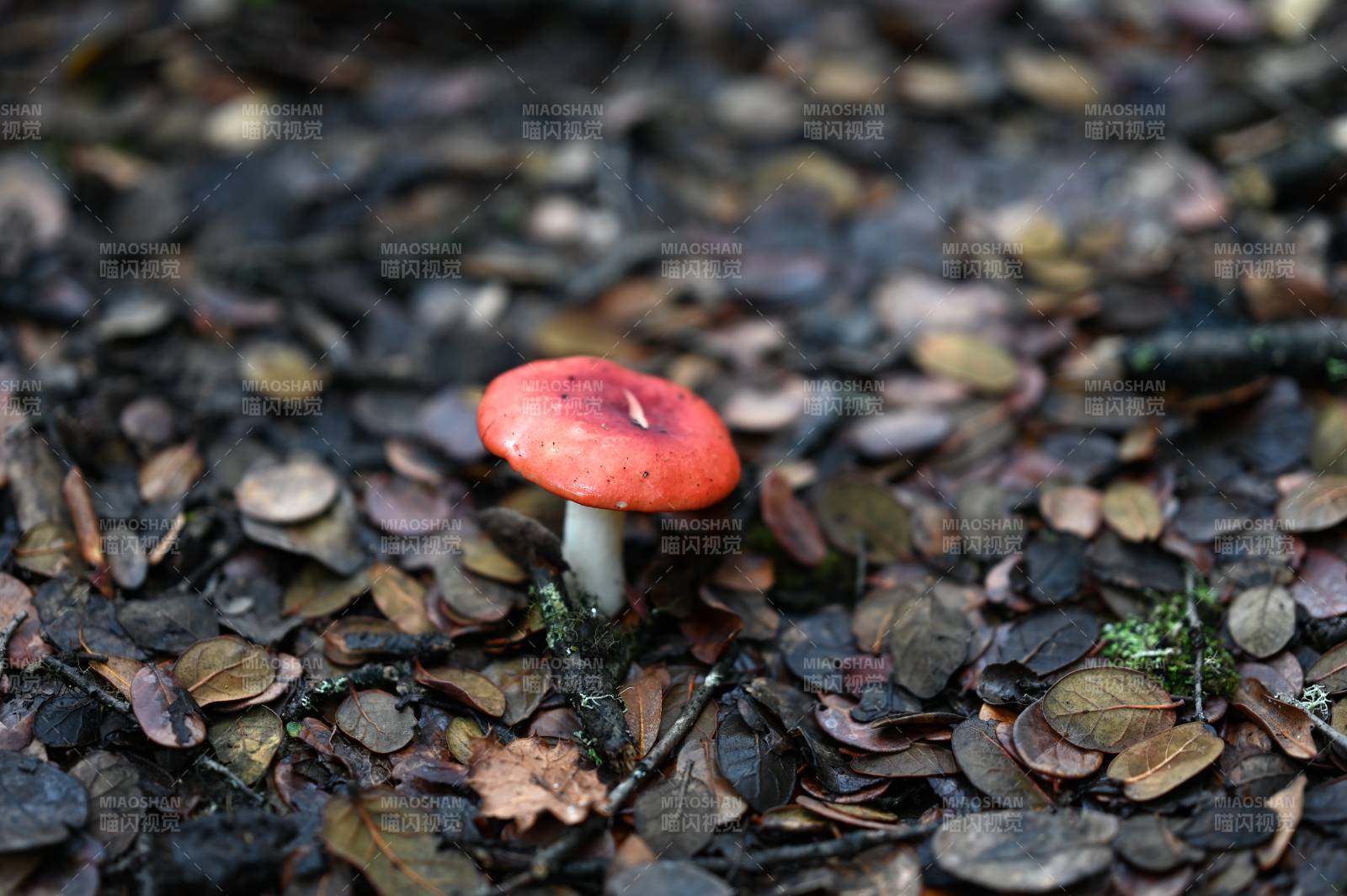 林间红蘑菇图片