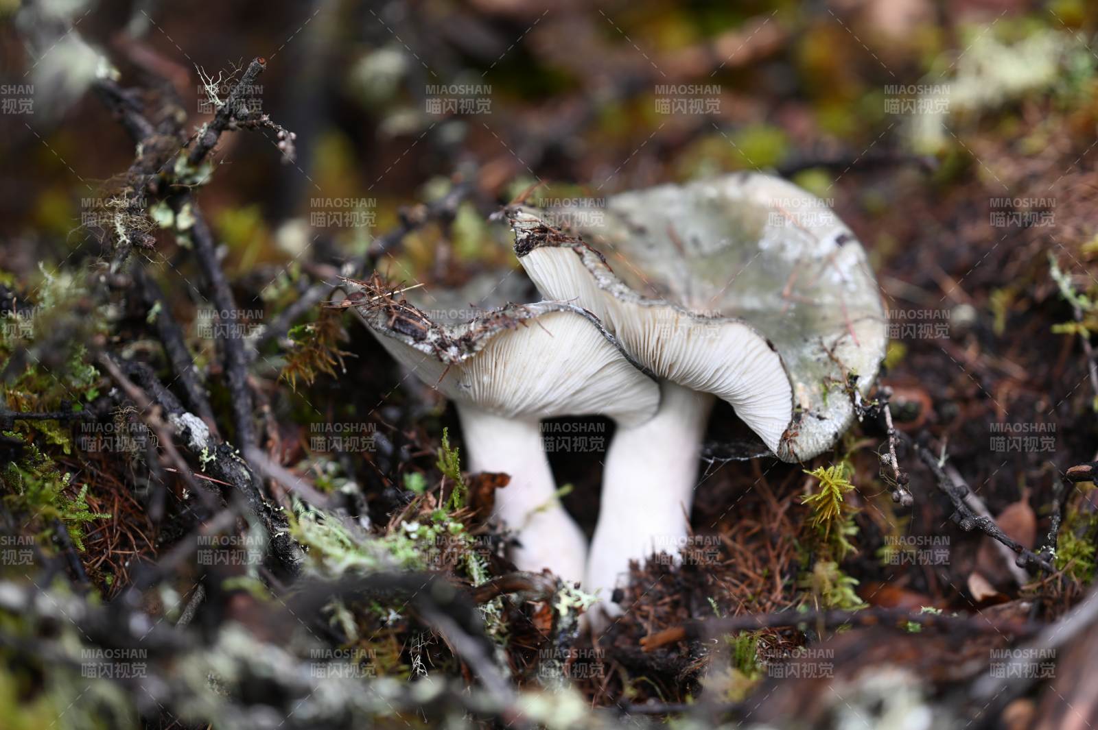 森林中的蘑菇特写图片
