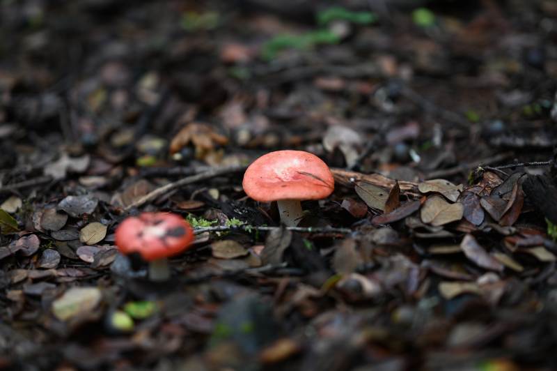 林间红蘑菇图片