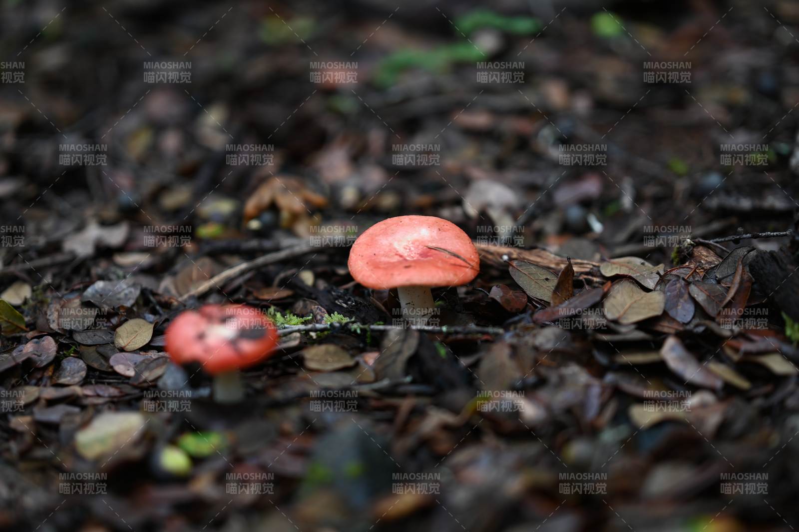 林间红蘑菇图片