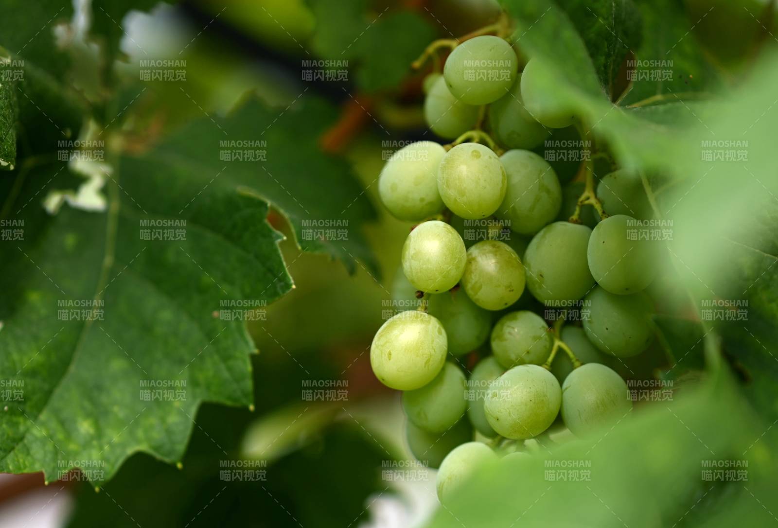 葡萄藤上的绿色果实图片