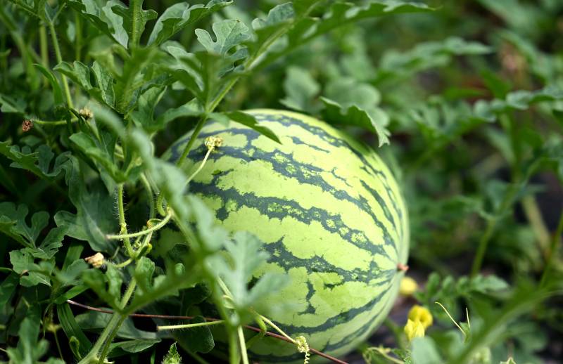 田间生长的西瓜图片
