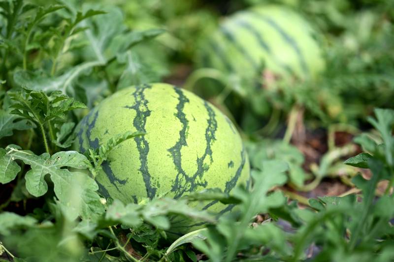 田间西瓜绿意浓图片