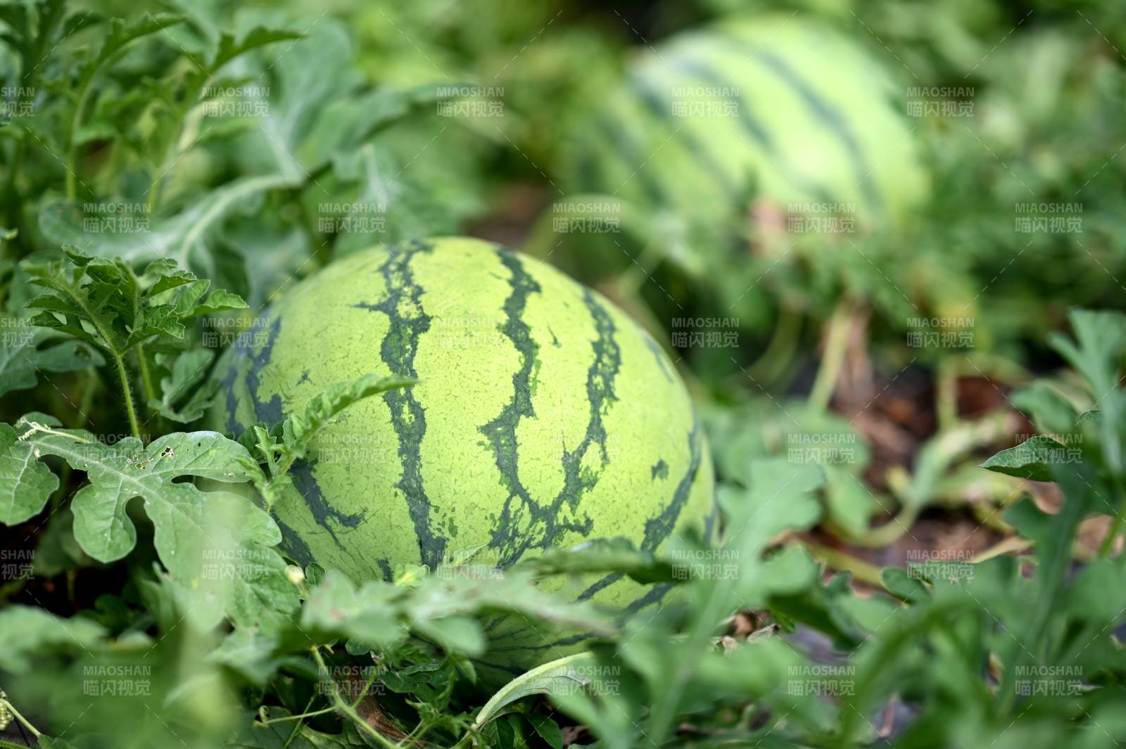 田间西瓜绿意浓图片