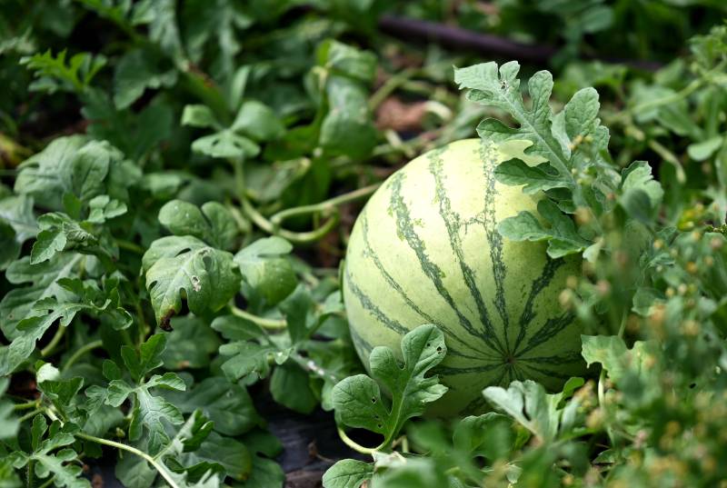 田间西瓜绿意浓图片