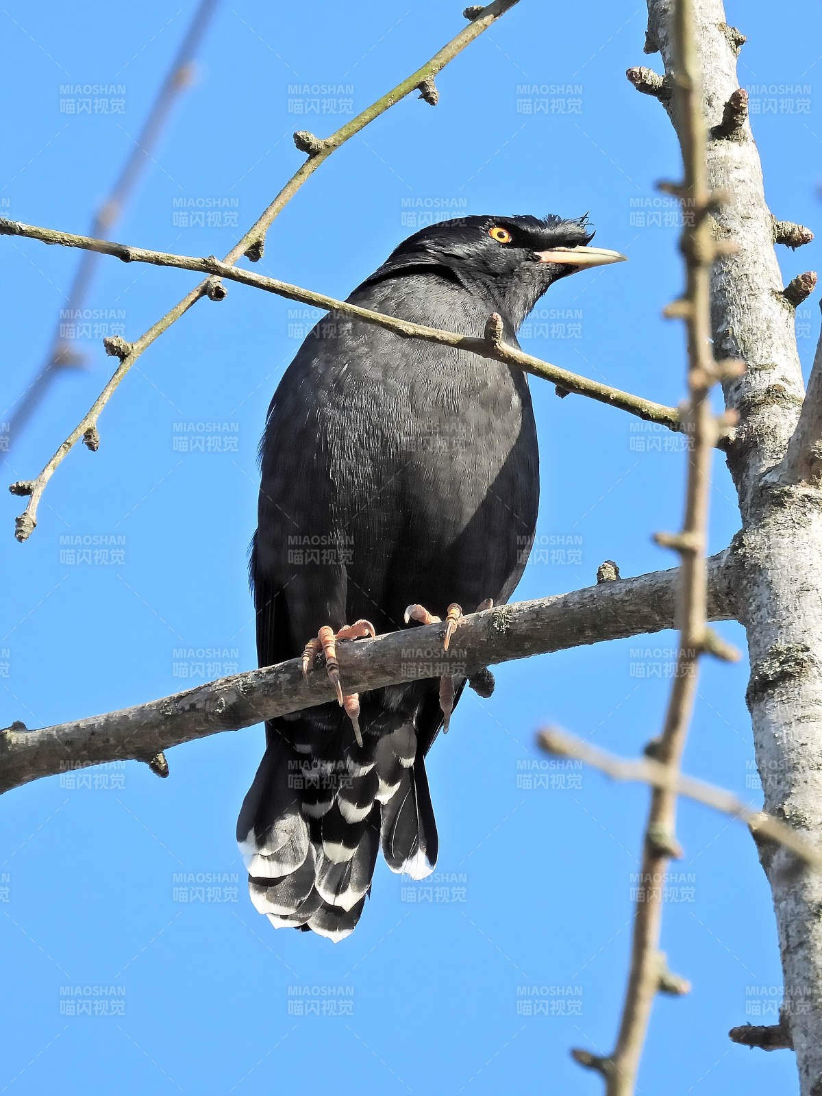 枝头上的八哥图片