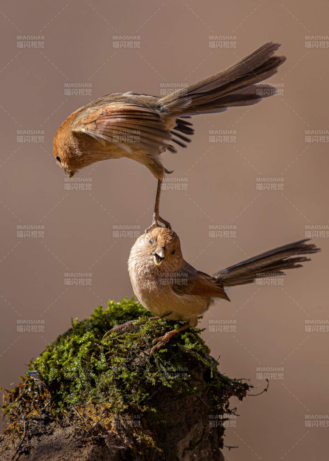 小鸟嬉戏 空中接吻图片
