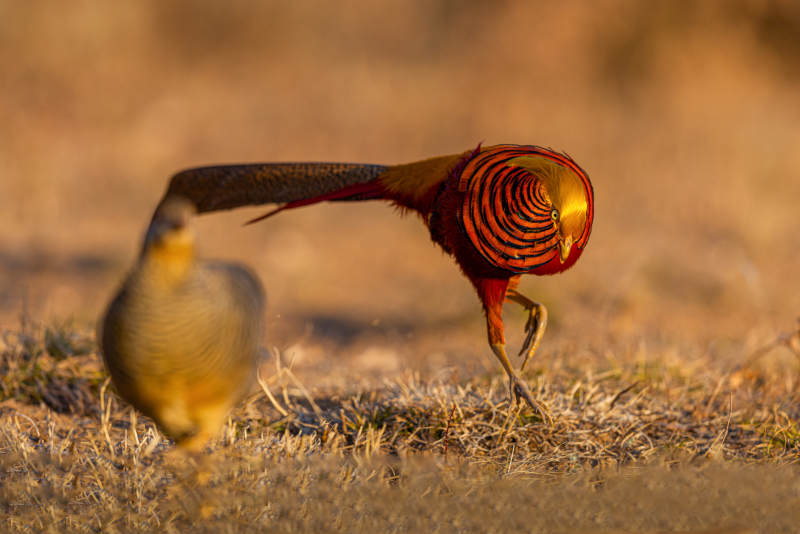 红腹锦鸡独立 展翅欲飞图片