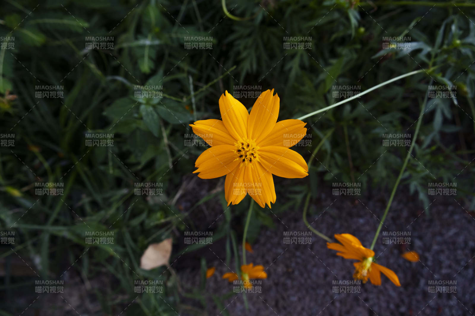 秋日黄花绽放图片