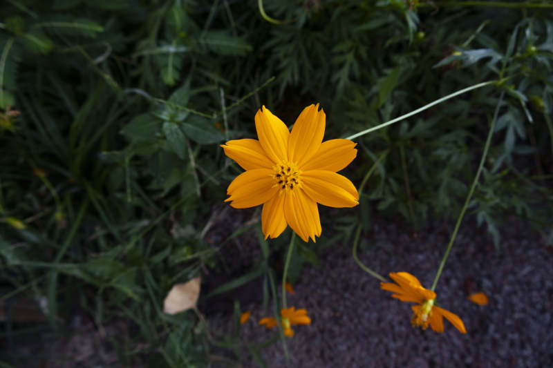 秋日黄花绽放图片