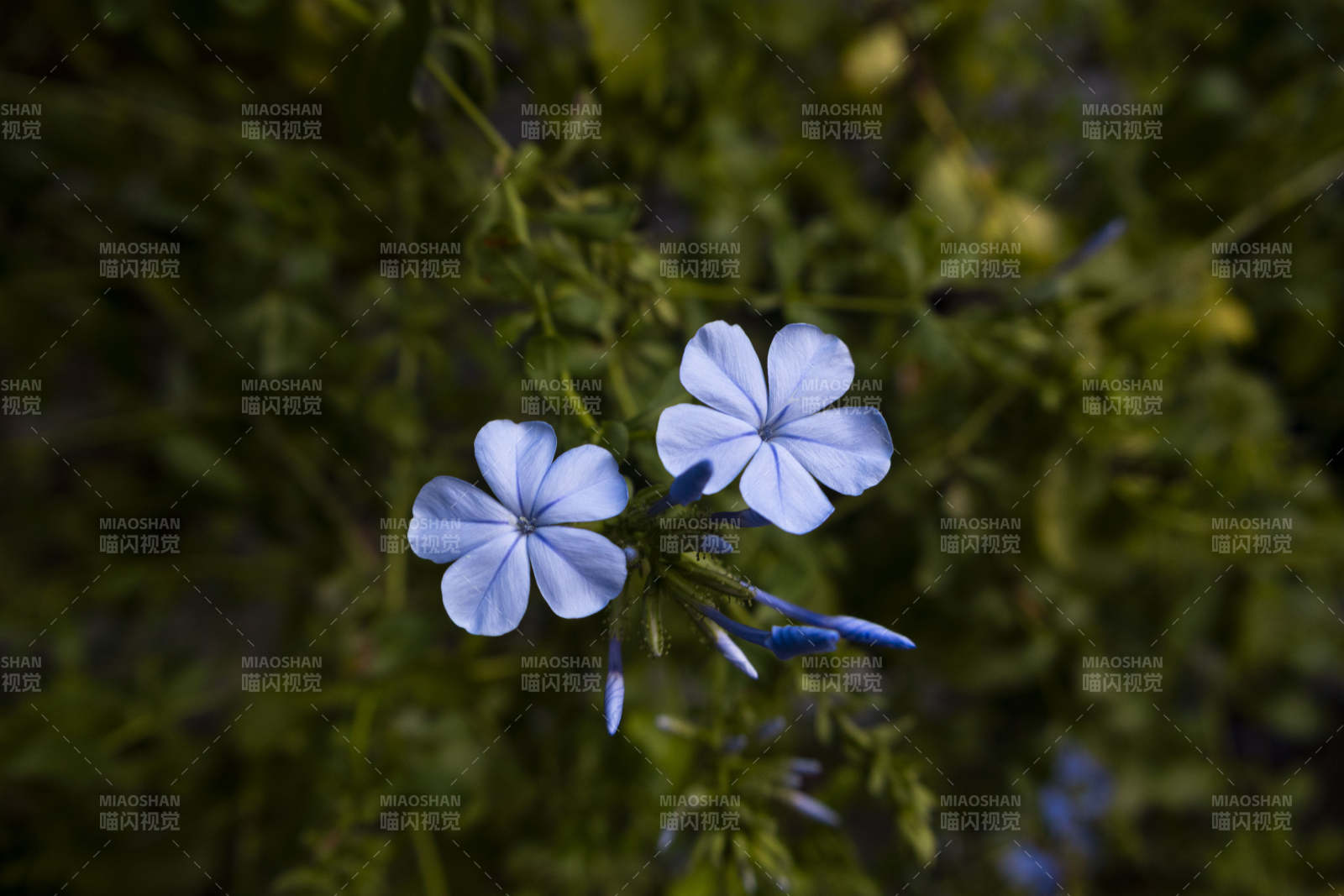 蓝花静谧 绿叶相伴图片