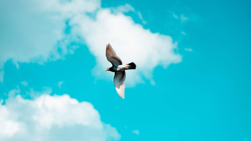 飞翔的鸟儿与蓝天白云图片