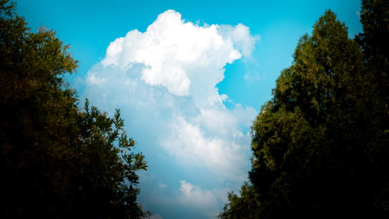 蓝天白云间的树影图片